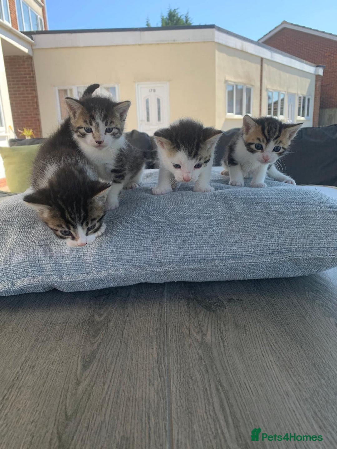 British Shorthair cats for sale: BSH Tortoise Shell  - Image 3