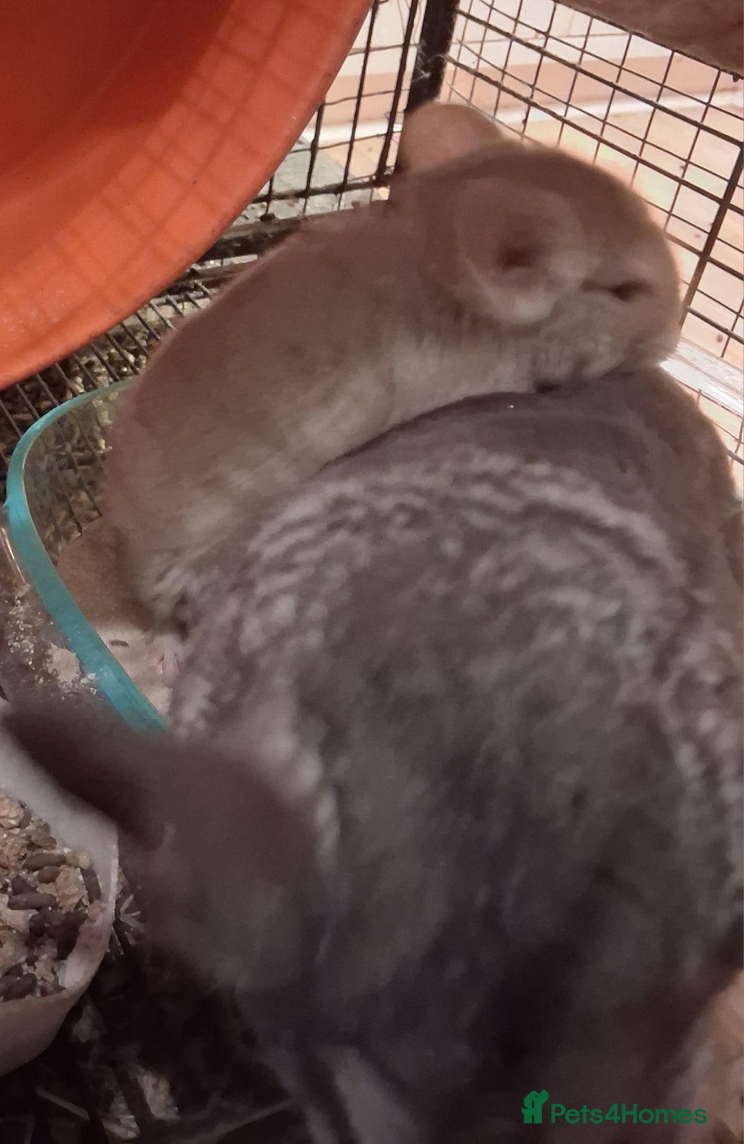 Chinchilla rodents for sale: Gorgeous Chin kit ready for a forever home - Advert 2