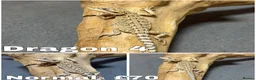Bearded Dragon reptiles for sale: Gorgeous Baby Bearded Dragons READY NOW - Advert 4