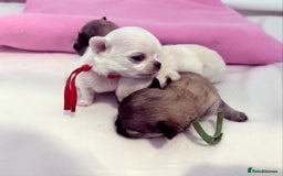 Chihuahua dogs for sale:  Beautiful pedigree chihuahua puppies KC champions - Image 2