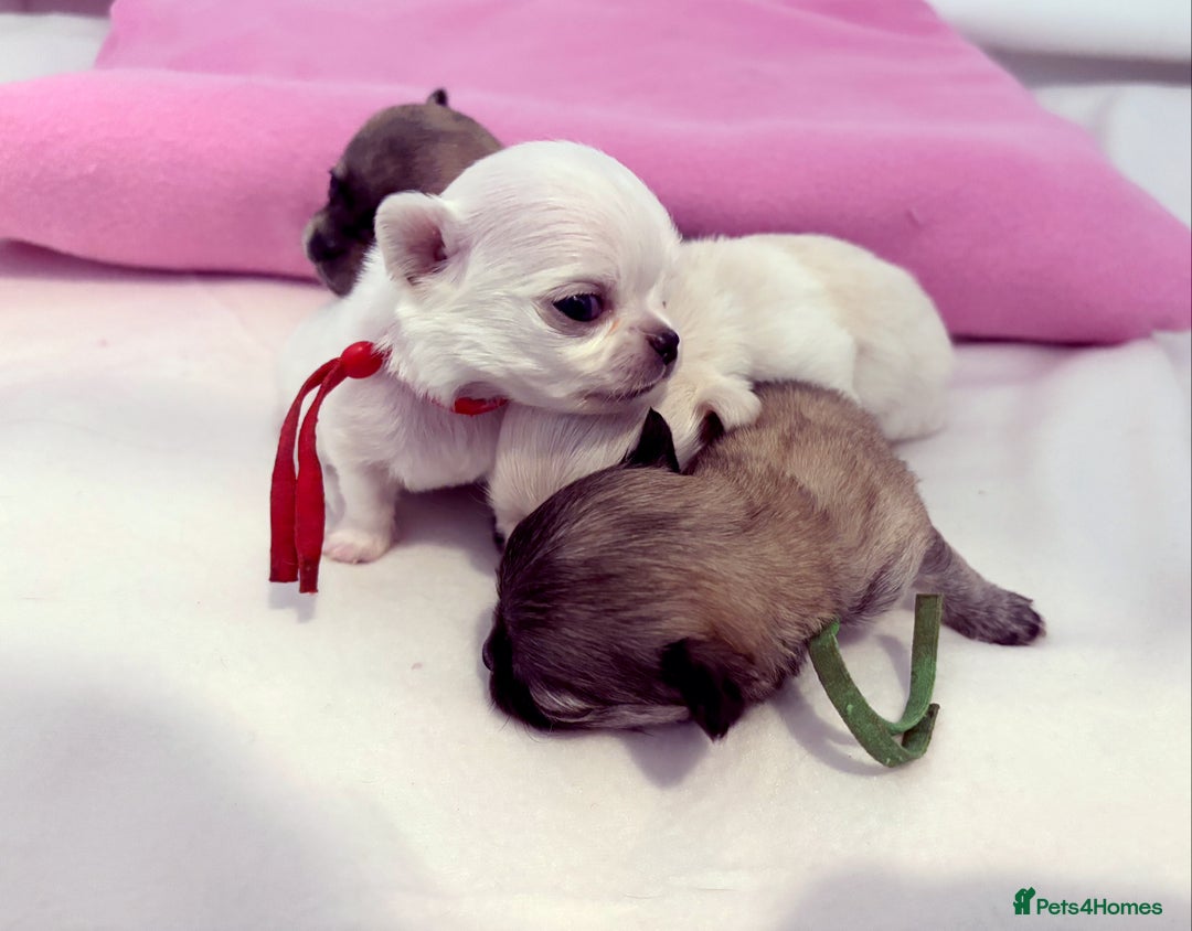 Chihuahua dogs for sale:  Beautiful pedigree chihuahua puppies KC champions - Image 2