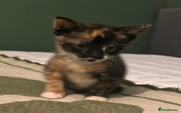 Domestic Shorthair cats for sale: Gorgeous Calico & B/W Kittens for sale! - Image 9