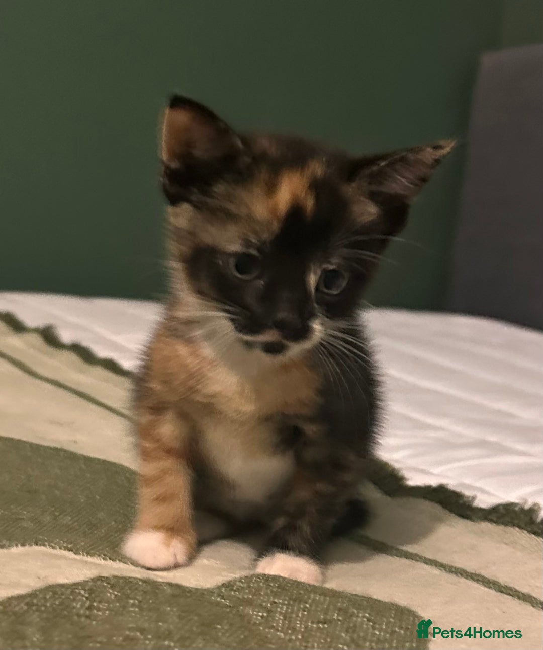 Domestic Shorthair cats for sale: Gorgeous Calico & B/W Kittens for sale! - Image 9
