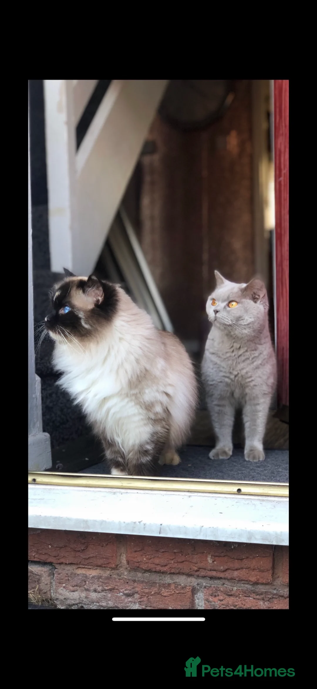 Ragdoll cats for sale: Stunning Ragdoll kittens READY TO COLLECT TODAY - Advert 4