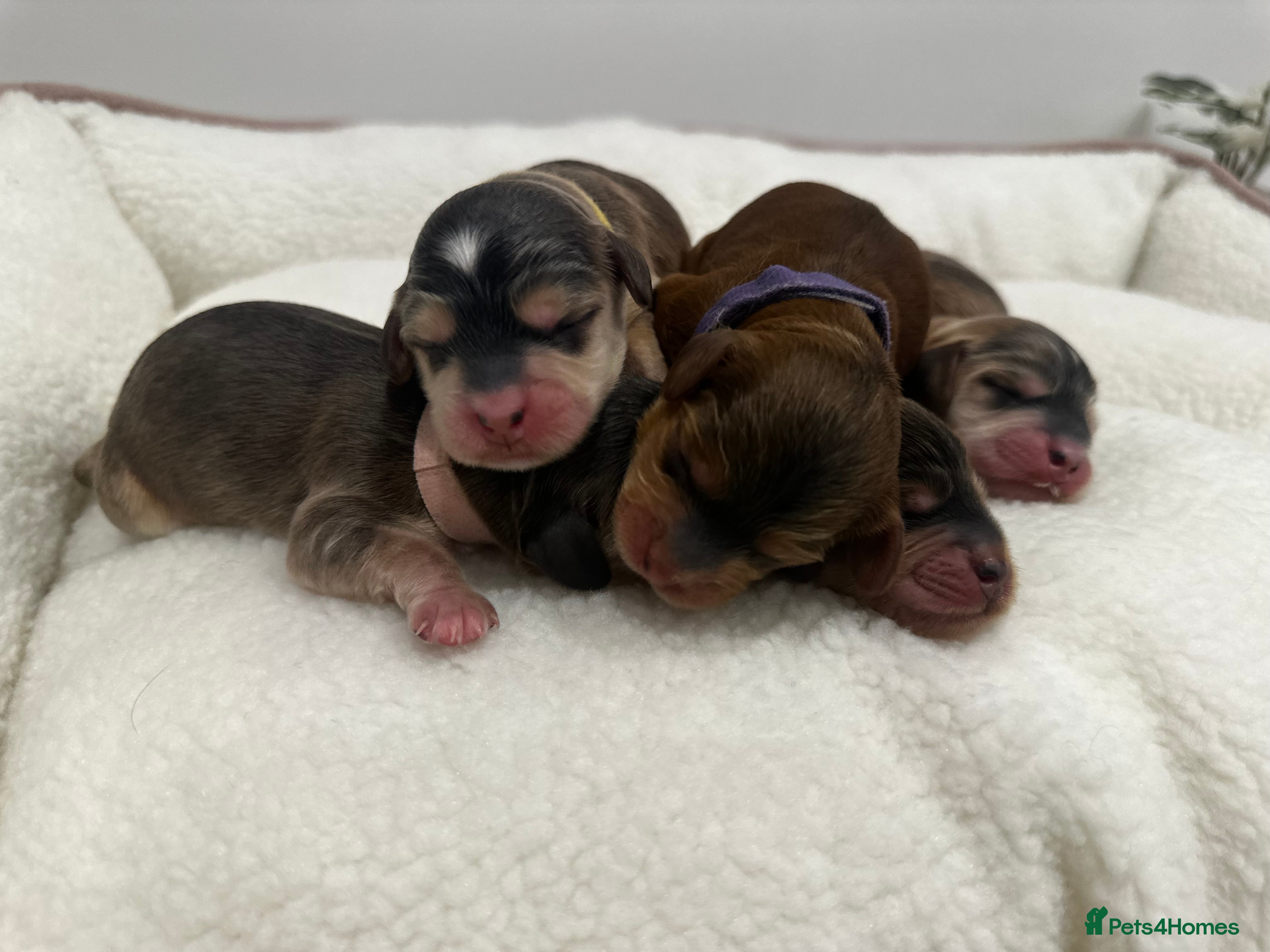 Cockapoo dogs 🌟 Premium F1 Miniature Cockapoo Puppies 🌟 - Advert 1