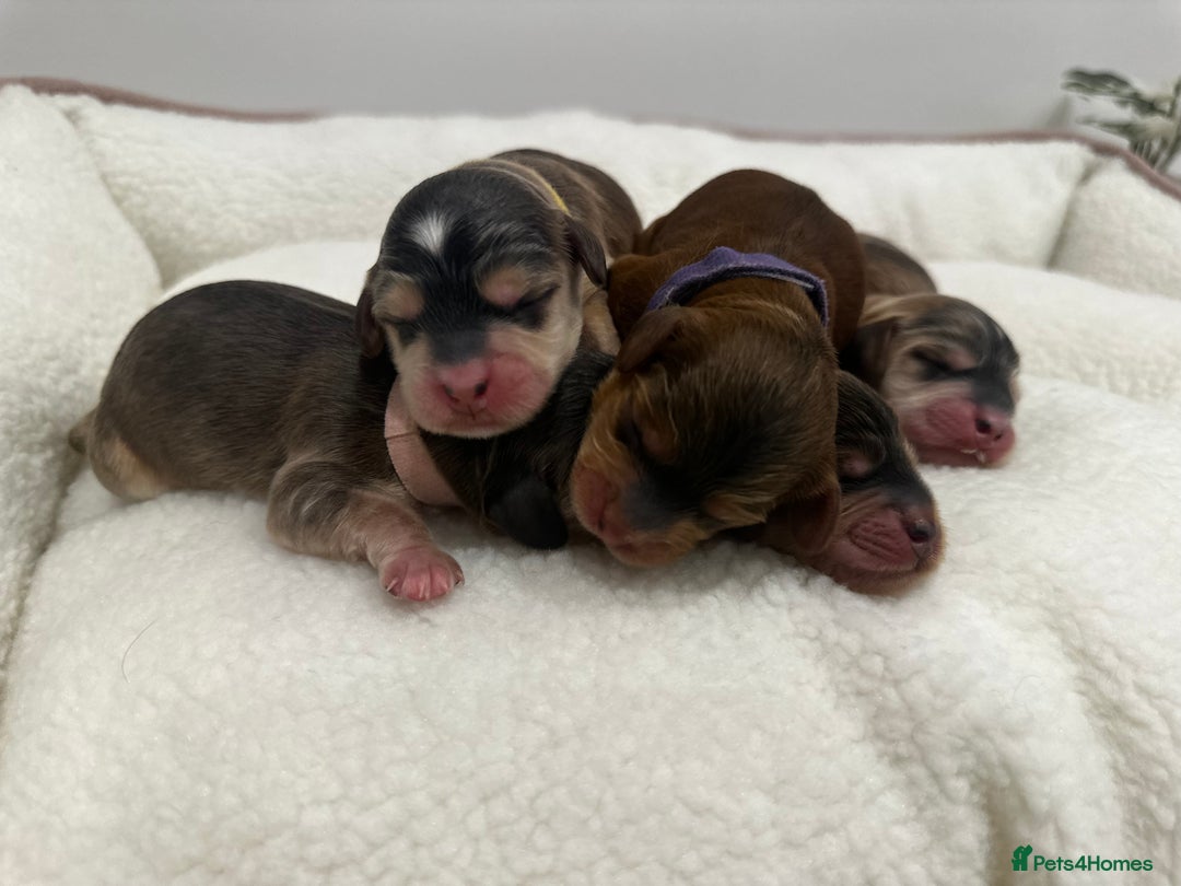 Cockapoo dogs for sale: 🌟 Premium F1 Miniature Cockapoo Puppies 🌟 - Advert 1