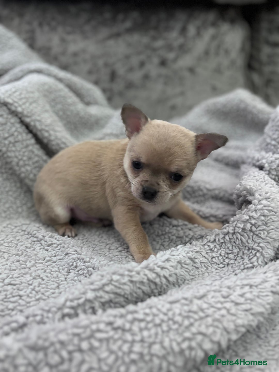 Chihuahua dogs for sale: KCREG Long/Shorthair chihuahua Champ/russian Lines - Advert 20