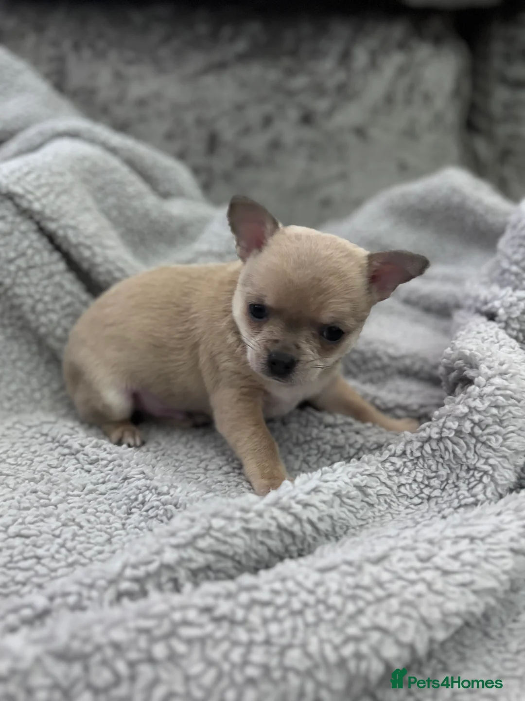 Chihuahua dogs for sale: Last boy KC REG chihuahua Champ/russian READY NOW - Advert 15