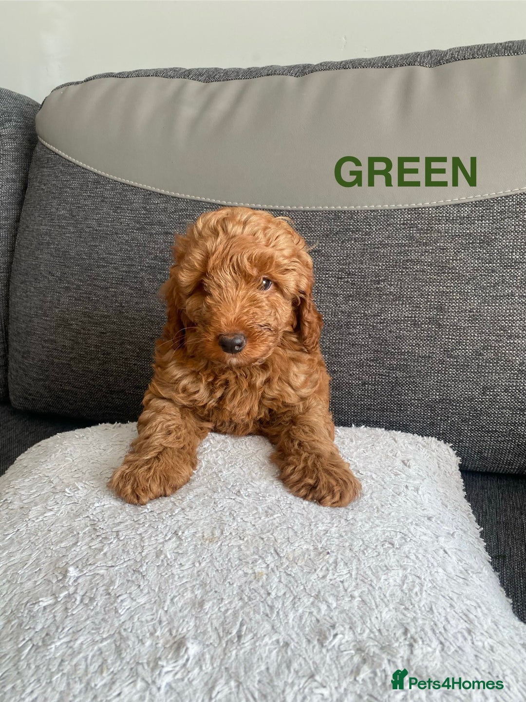 Cockapoo dogs for sale: Beautiful cockpoo boys for sale!! - Image 10
