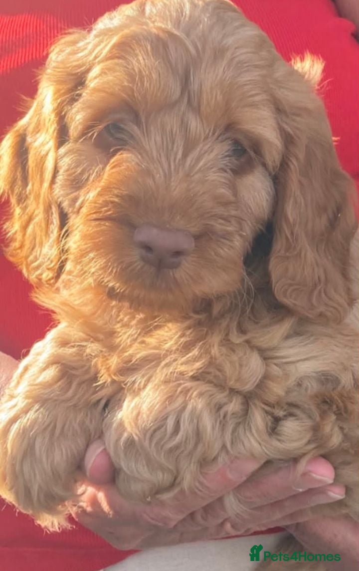 Cockapoo dogs Cockapoo puppies - Advert 18