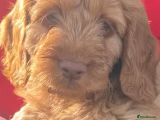 Cockapoo dogs Cockapoo puppies - Advert 2