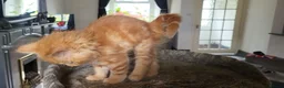 Mixed Breed cats for sale: Mixed breed kittens - Advert 4
