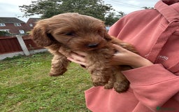 Cockapoo dogs for sale: Cockapoo pups - Image 27