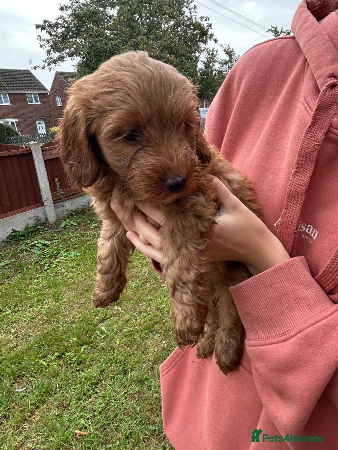 Cockapoo dogs for sale: Cockapoo pups - Image 27