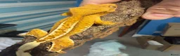 Gecko reptiles for sale: CRESTED GECKOS £80 each  - Advert 7