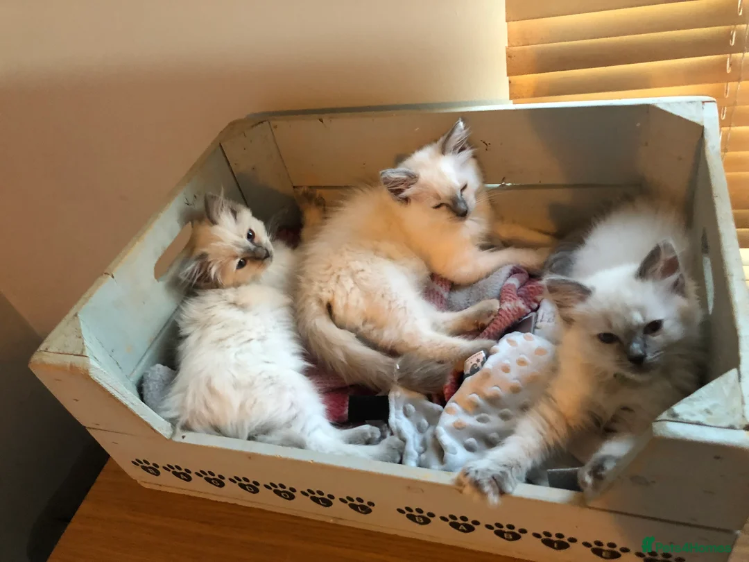 Ragdoll cats for stud: Stud Gccf Active duel Tica blue point  in Grantham - Advert 15