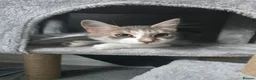 Mixed Breed cats for sale: 3 older kittens - Advert 6