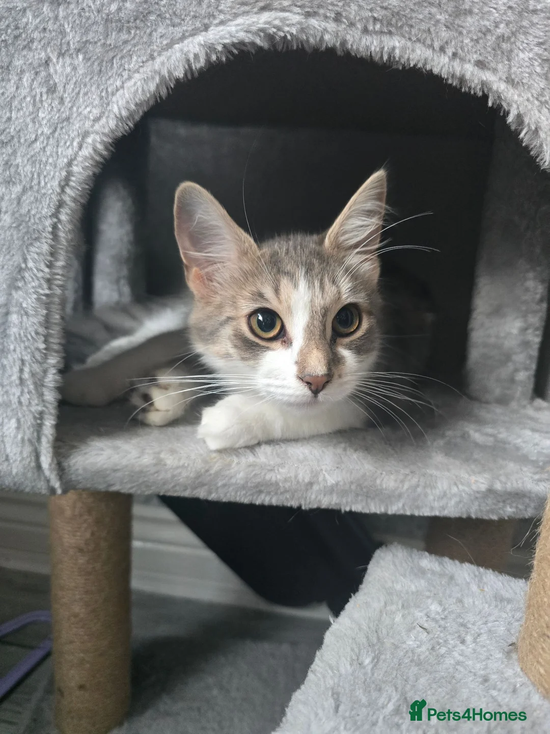 Mixed Breed cats for sale: 3 older kittens - Advert 6