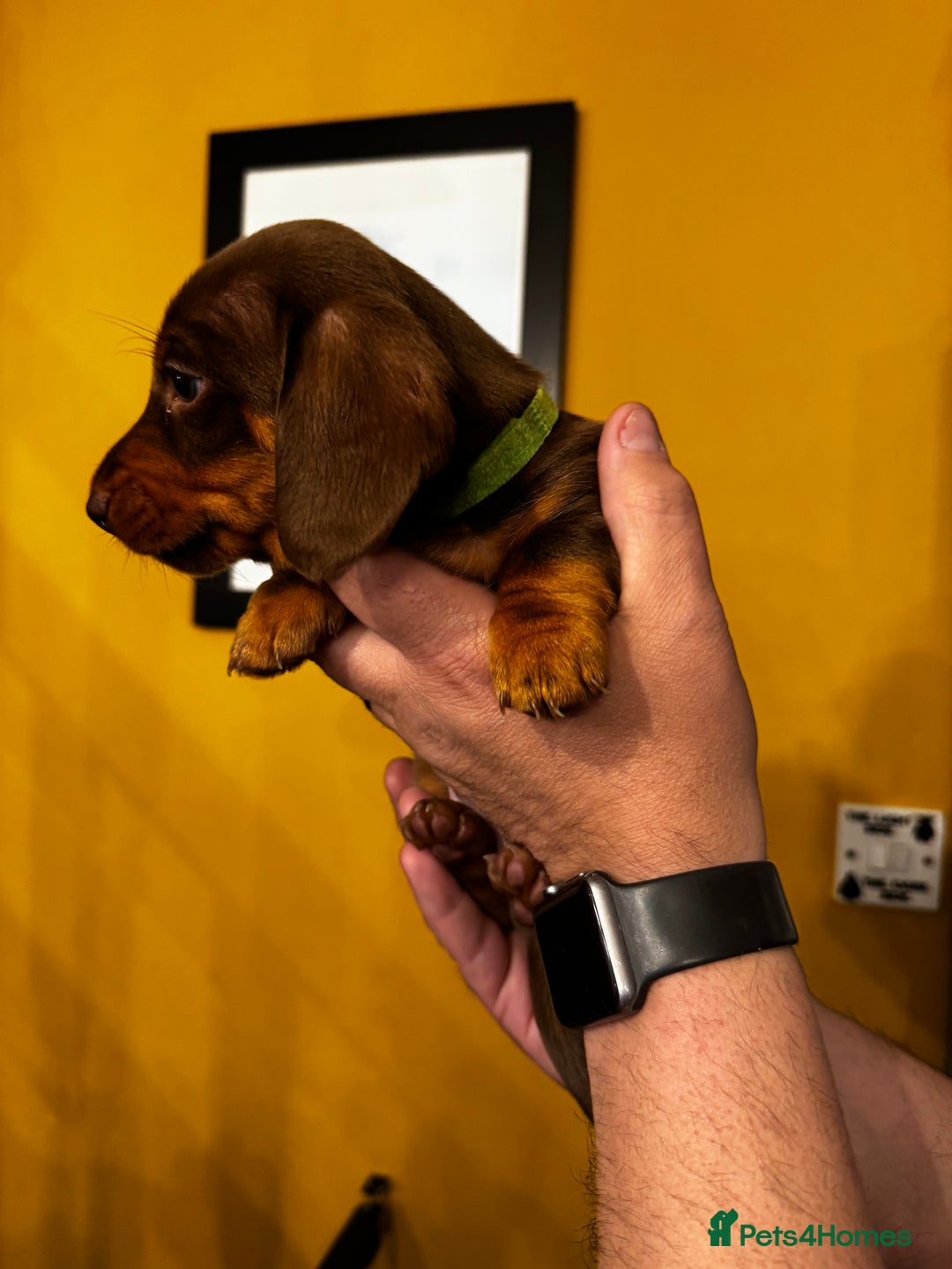 Miniature Dachshund dogs for sale: READY NOW Stunning miniature dachshund pups in Mirfield - Image 10