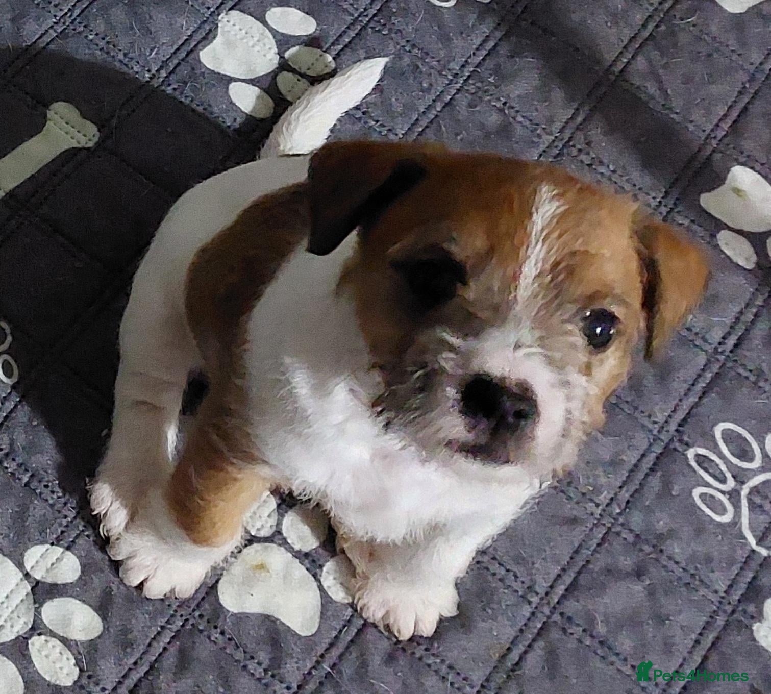 Jack Russell dogs Adorable 1 BOY LEFT Jack Russell  - Advert 2