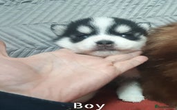 Pomsky dogs for sale: Micro F4 pomsky pups  - Image 4
