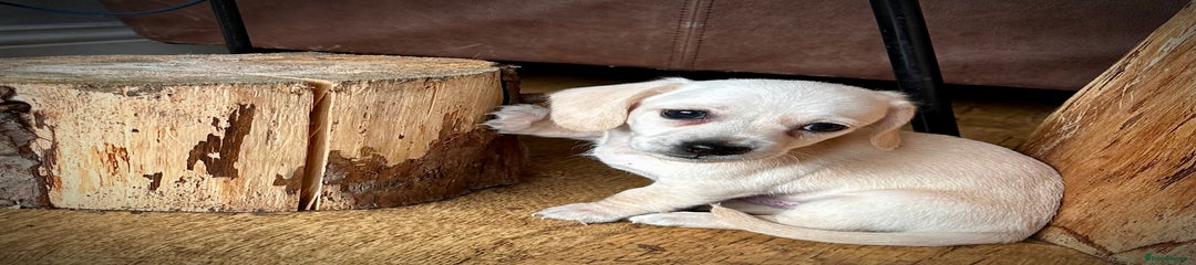 Miniature Dachshund Puppy 3