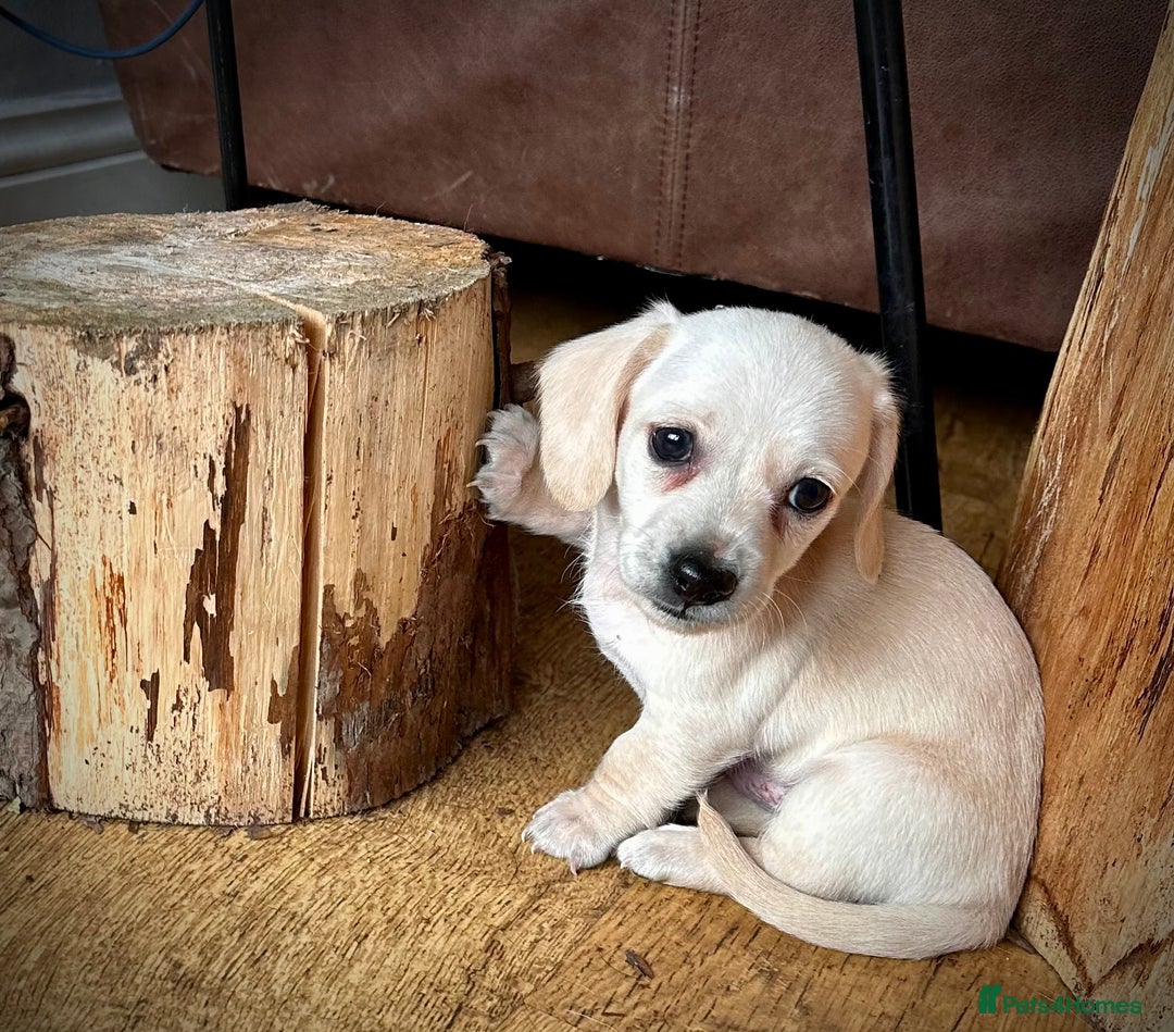 Miniature Dachshund dogs for sale: Miniature dachshund puppies  - Advert 21