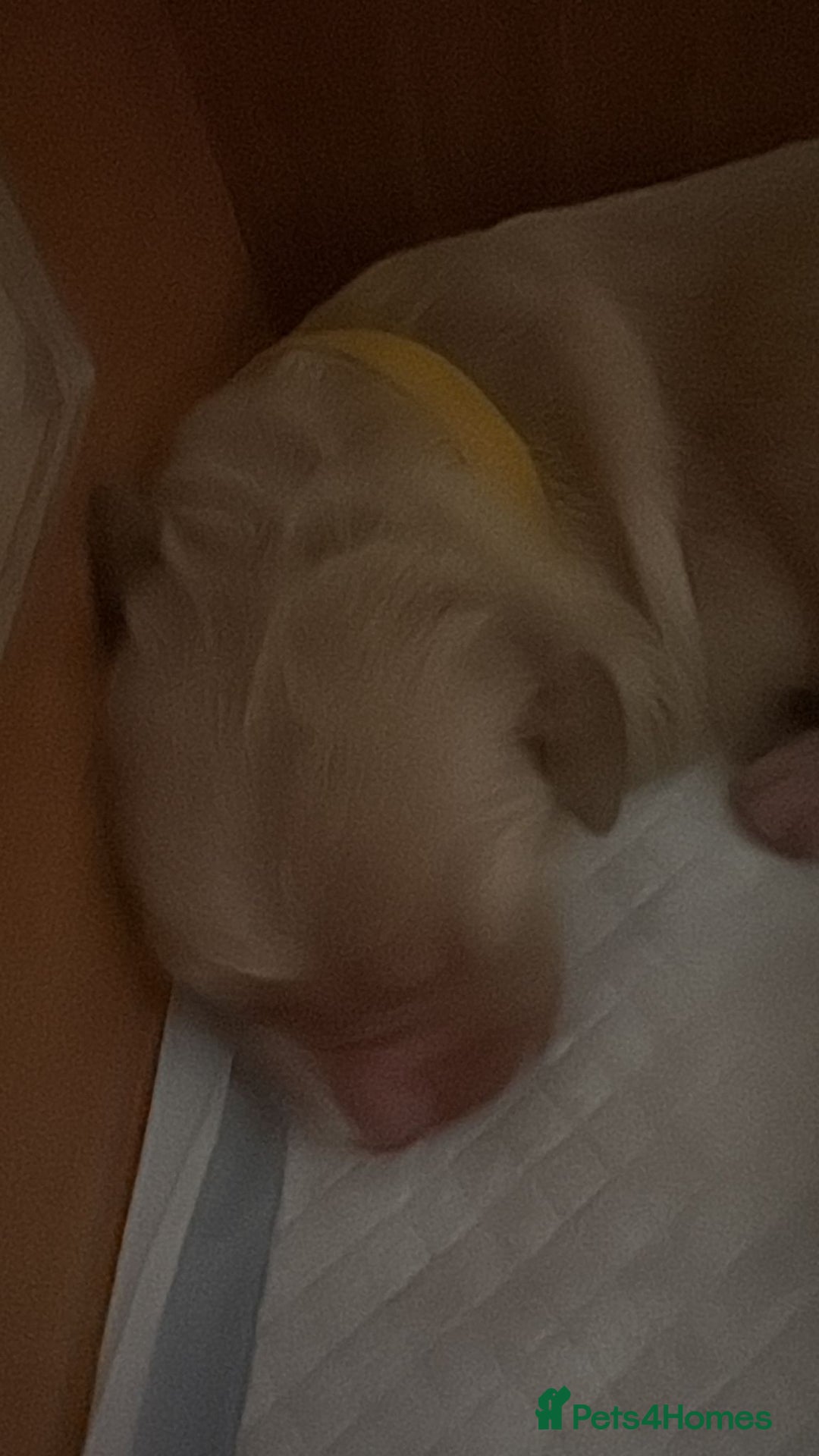 Golden Retriever dogs for sale: KC Registered Golden Retriever puppies - Image 6