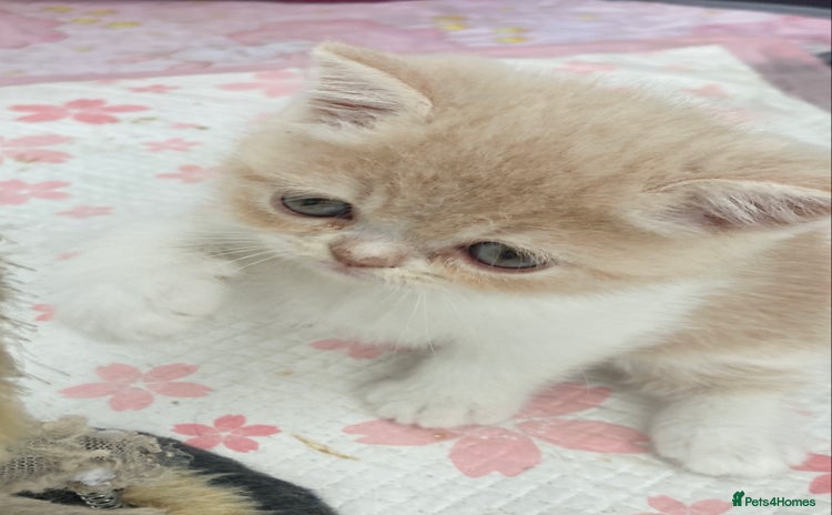 Exotic cats - Advert 2