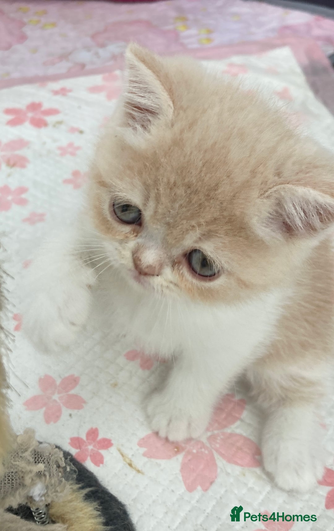 Exotic cats for sale: Exotic pedigree kittens  - Image 7