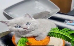 British Shorthair cats for sale: BRITISH SHORT-HAIR KITTENS   - Image 13