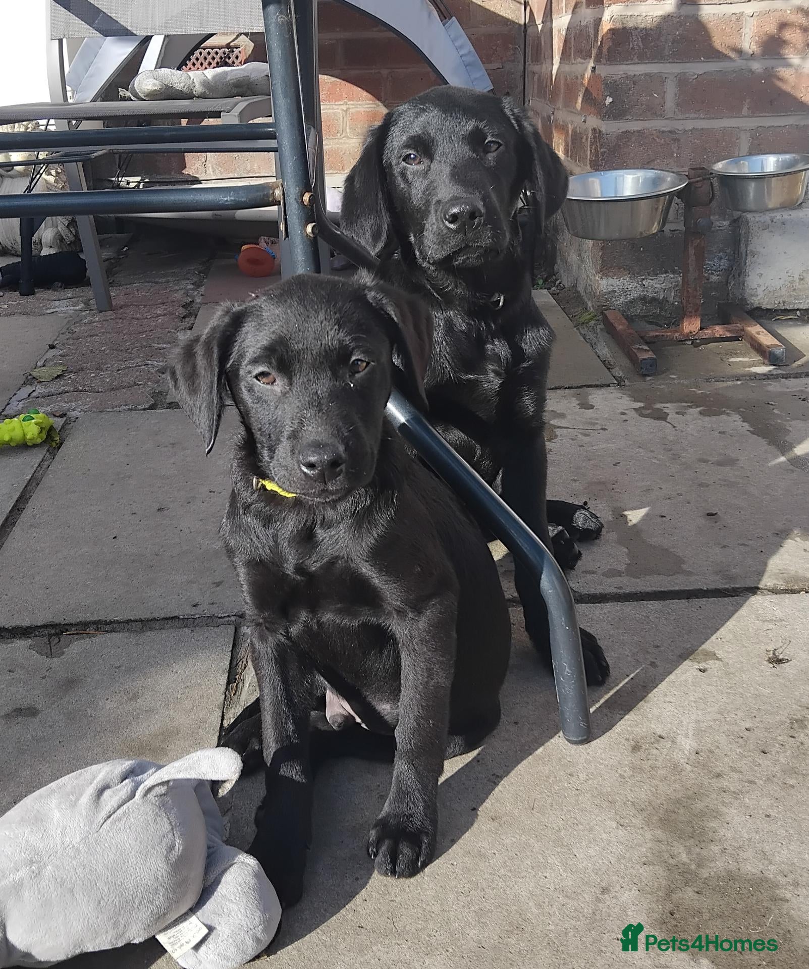 Labrador Retriever dogs 💥beautiful labrador puppies💥 (Male) - Advert 4