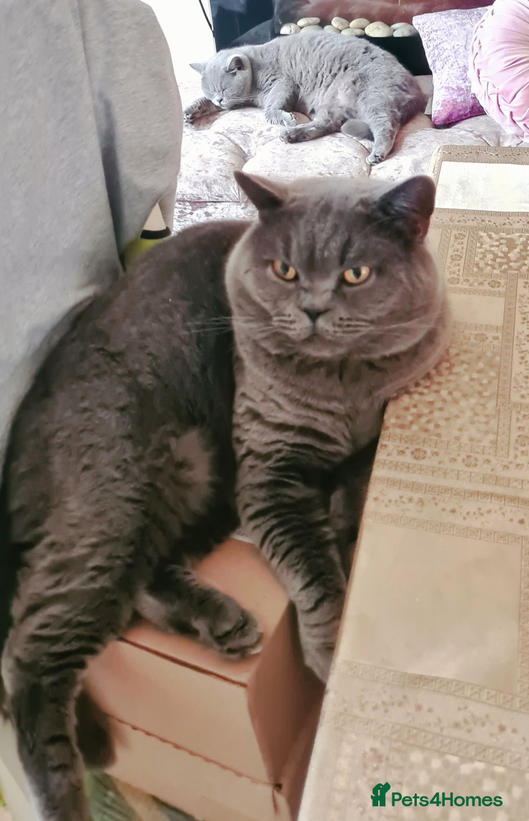 British Shorthair cats for sale: British shorthair black and blue kittens - Advert 8