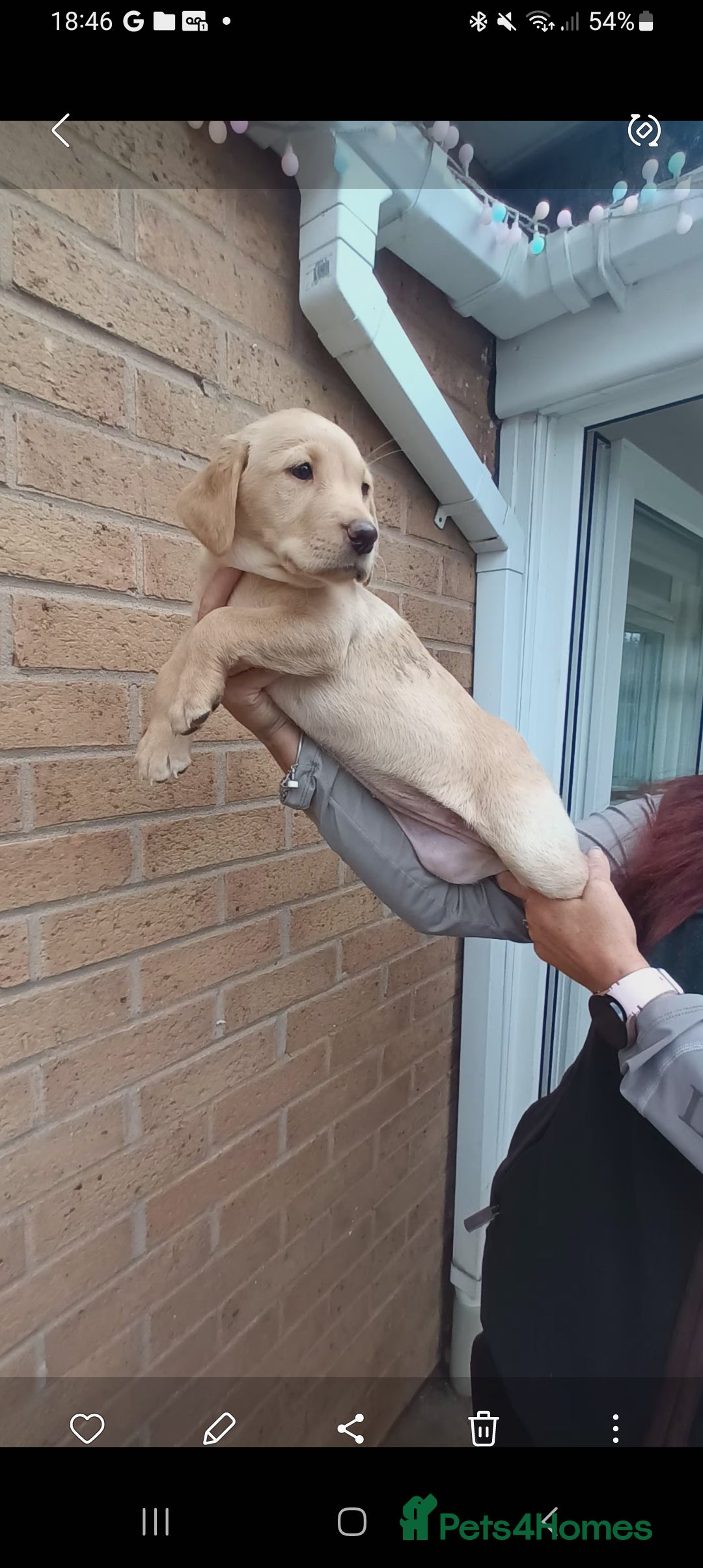 Labrador Retriever dogs for sale: X2 male x3 bitch lab pups  - Image 8