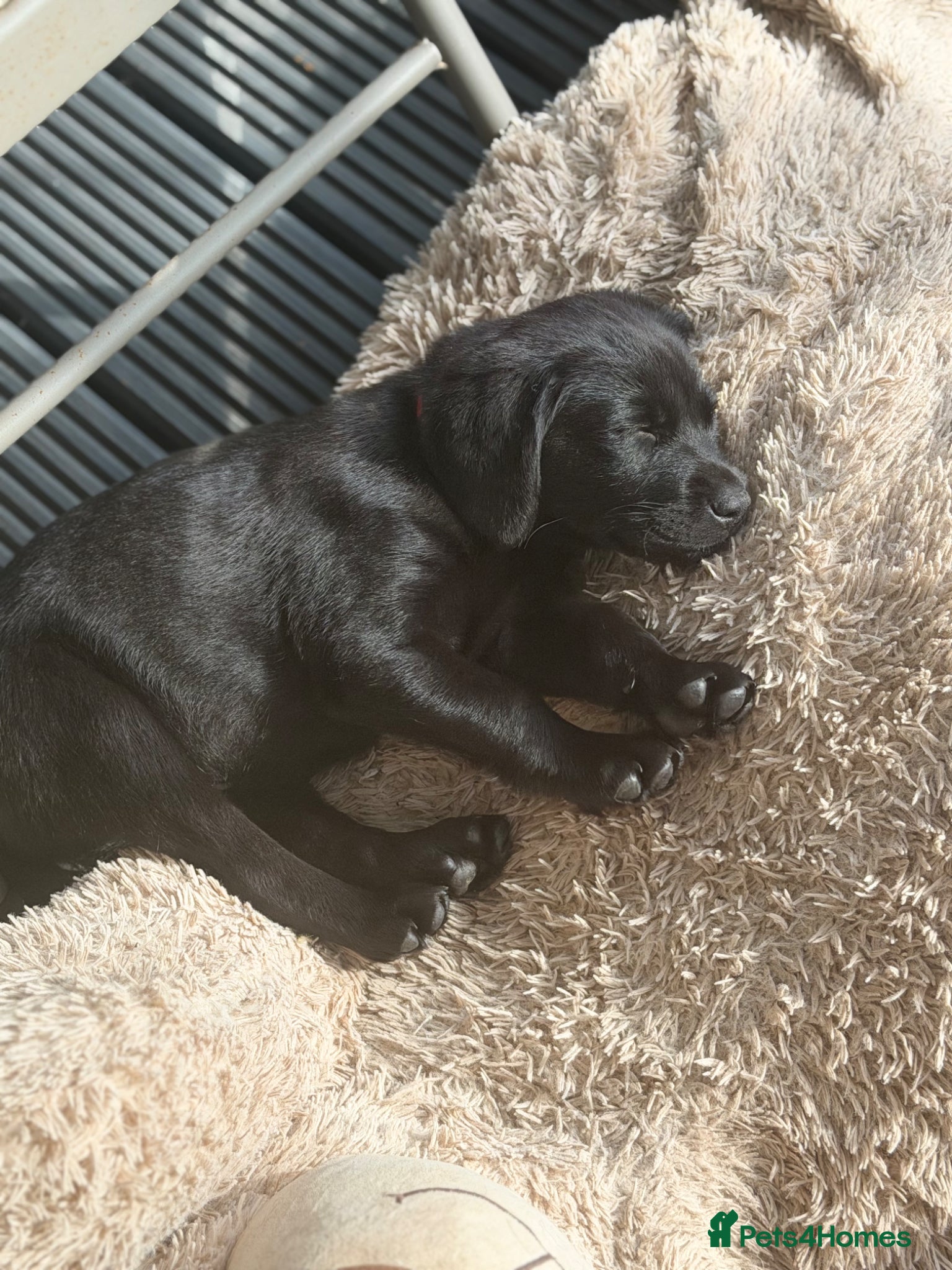 Labrador Retriever dogs 🩷‼️2 black Girls left 29/05‼️KC kennel registered - Advert 7