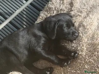 Labrador Retriever dogs 🩷‼️2 black Girls left 29/05‼️KC kennel registered - Advert 7