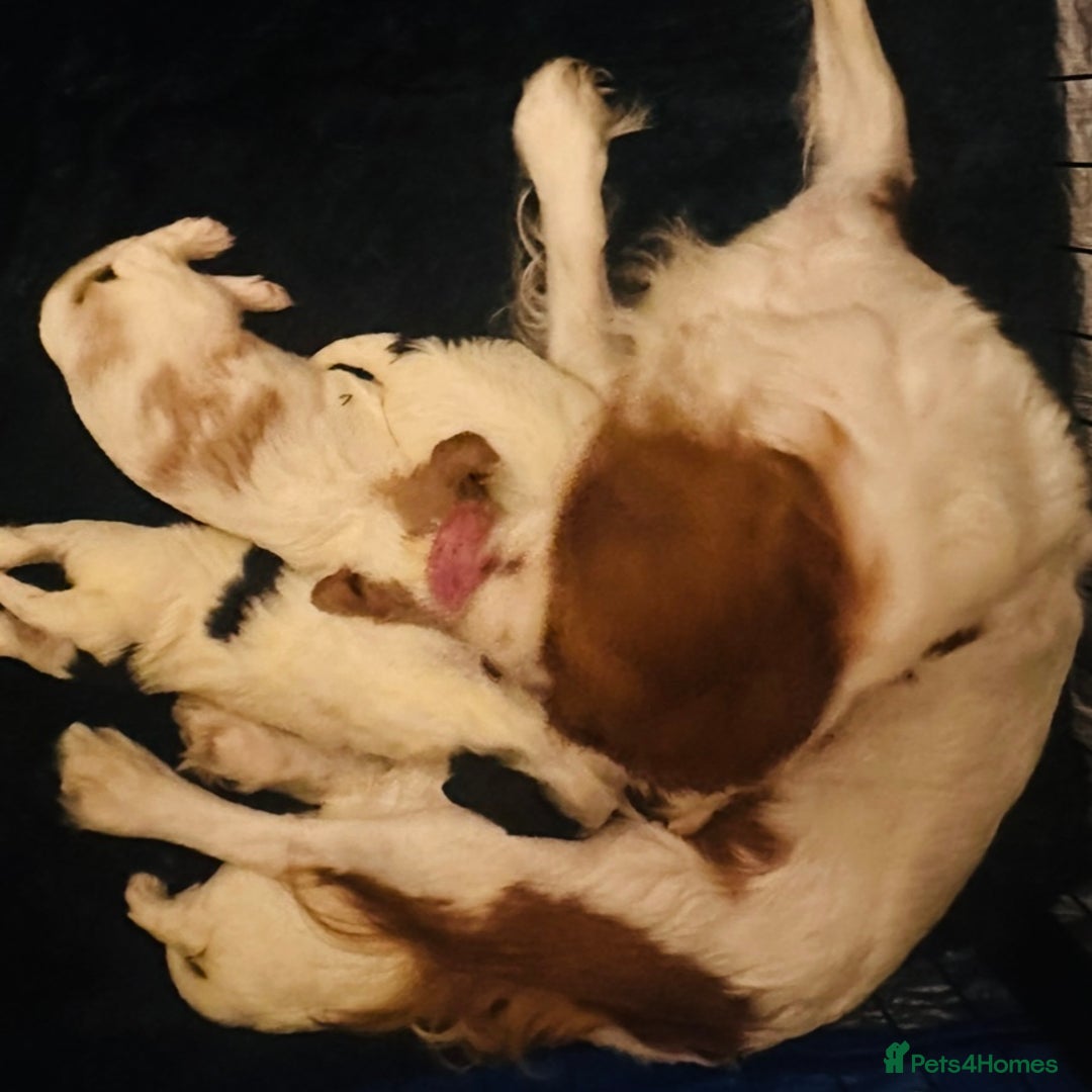 Cavalier King Charles Spaniel dogs for sale: DNA health tested, much loved cavaliers - Image 7