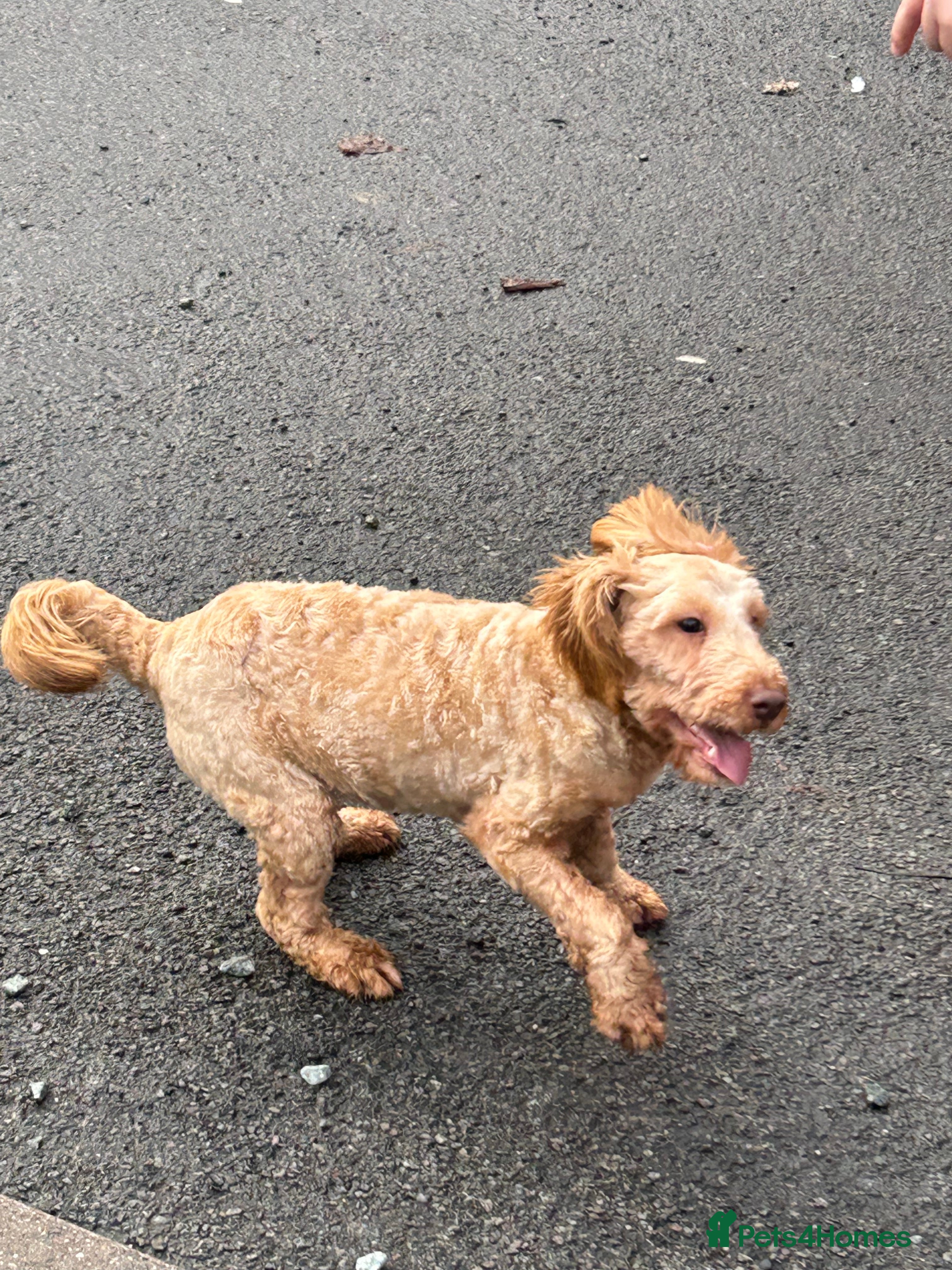 Cockapoo dogs Cockapoo - Advert 1