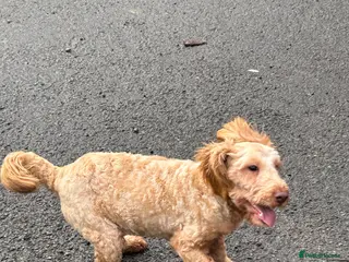 Cockapoo dogs Cockapoo - Advert 1