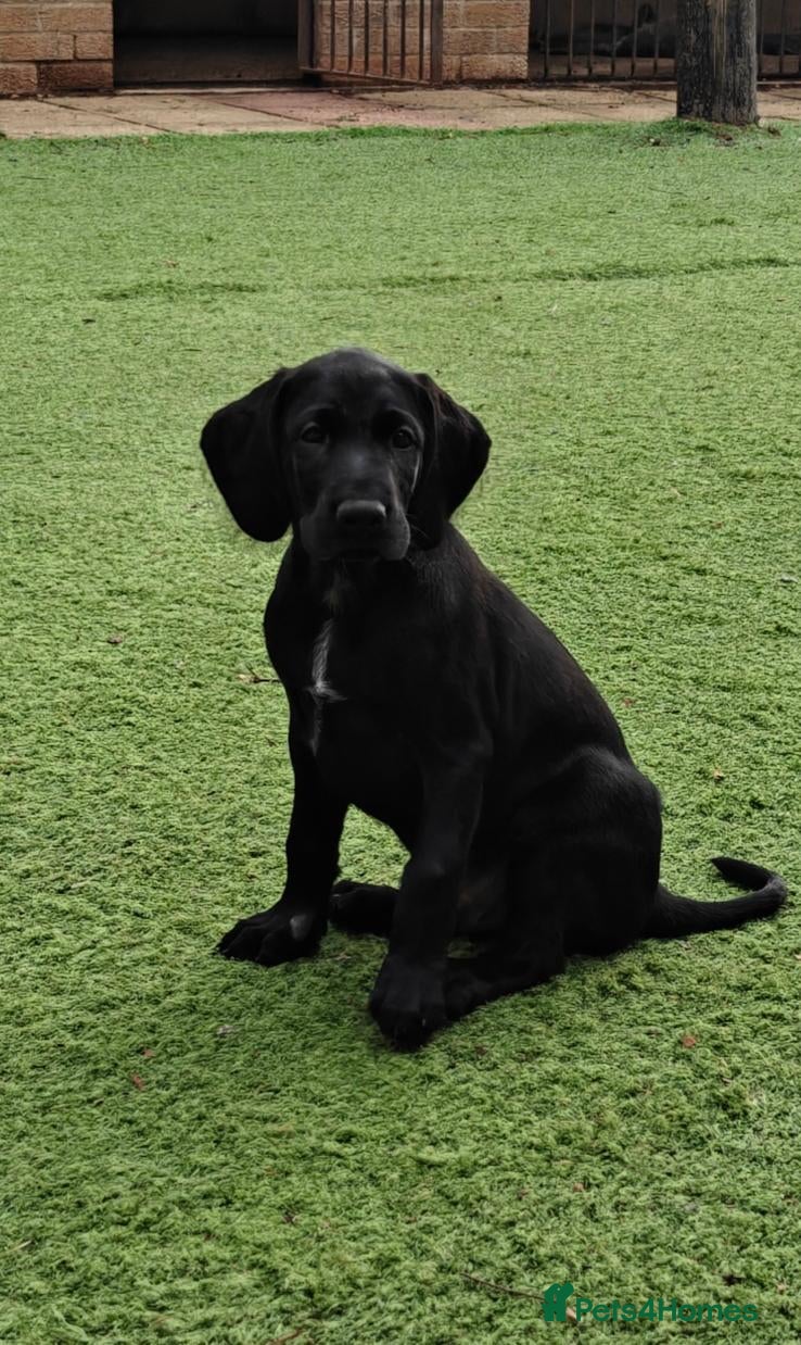 German Wirehaired Pointer dogs KC Registered German Wirehaired Pointer Puppies - Advert 14