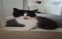 Mixed Breed cats for sale: seven funny kittens - Image 12