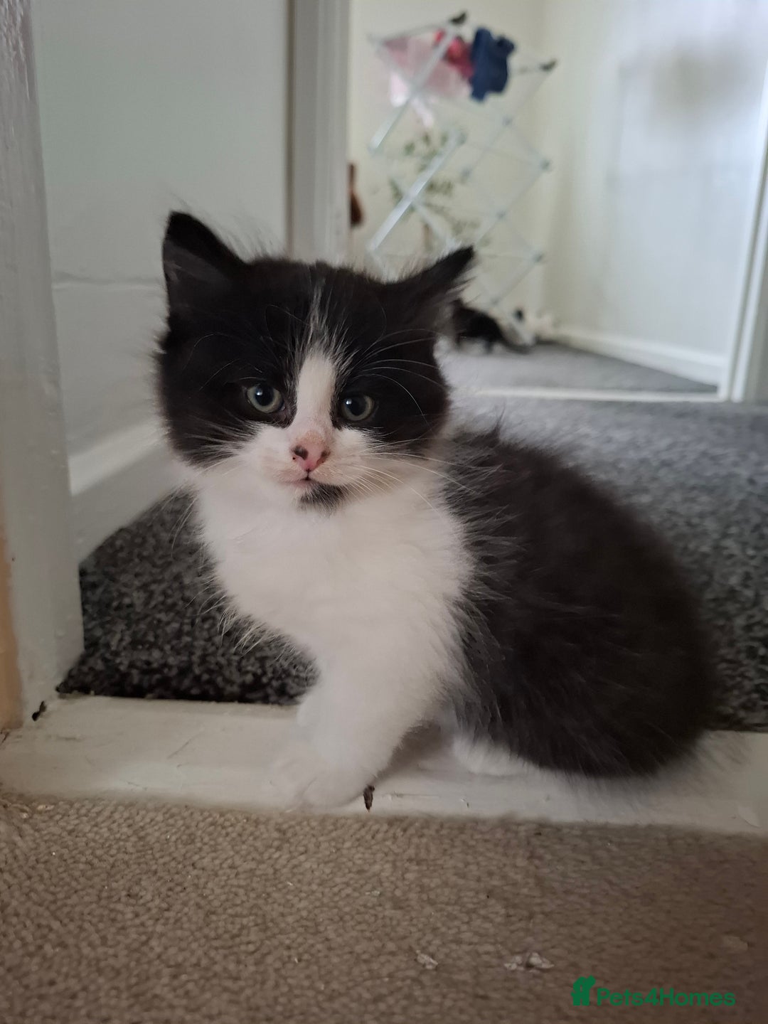 Mixed Breed cats for sale: seven funny kittens - Image 12