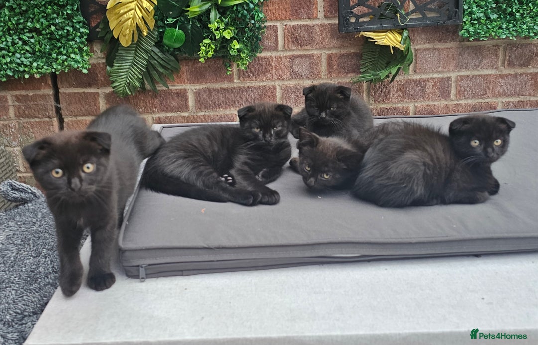 Mixed Breed cats for sale: Scottish Fold Kittens!Rare 🍫chocolate colour🐱 - Image 8