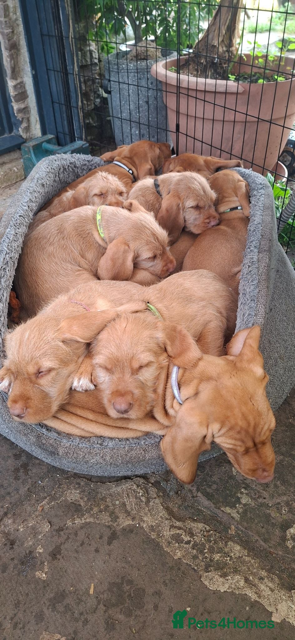 Hungarian Vizsla dogs 2 beautiful strong WH vizsla pups remaining. - Advert 1
