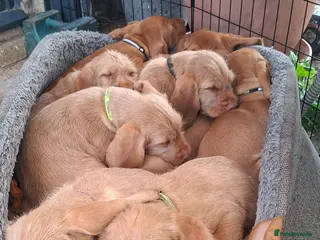 Hungarian Vizsla dogs 2 beautiful strong WH vizsla pups remaining. - Advert 1