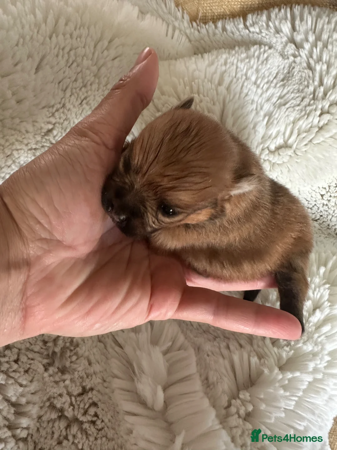 Pomeranian dogs for sale: Russian/Taiwan Pomeranian puppies - Advert 2