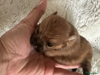 Pomeranian dogs Russian/Taiwan Pomeranian puppies - Advert 3