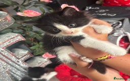 Ragdoll cats for sale: 3 beautiful ragdoll kittens available  - Image 8