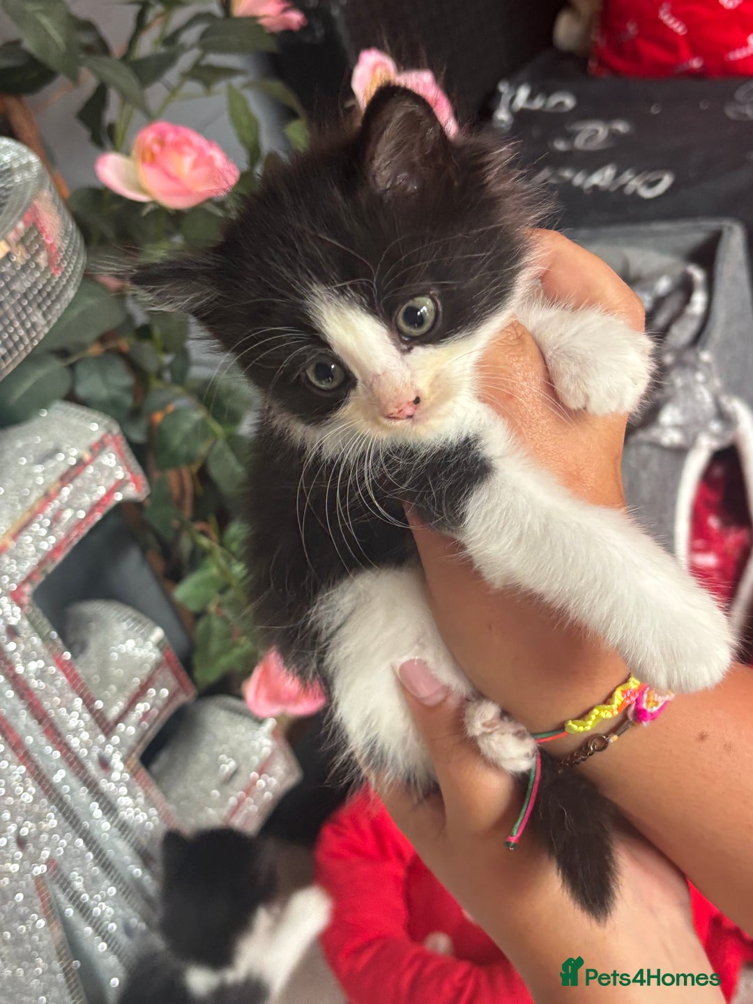 Ragdoll cats for sale: 3 beautiful ragdoll kittens available  - Image 8