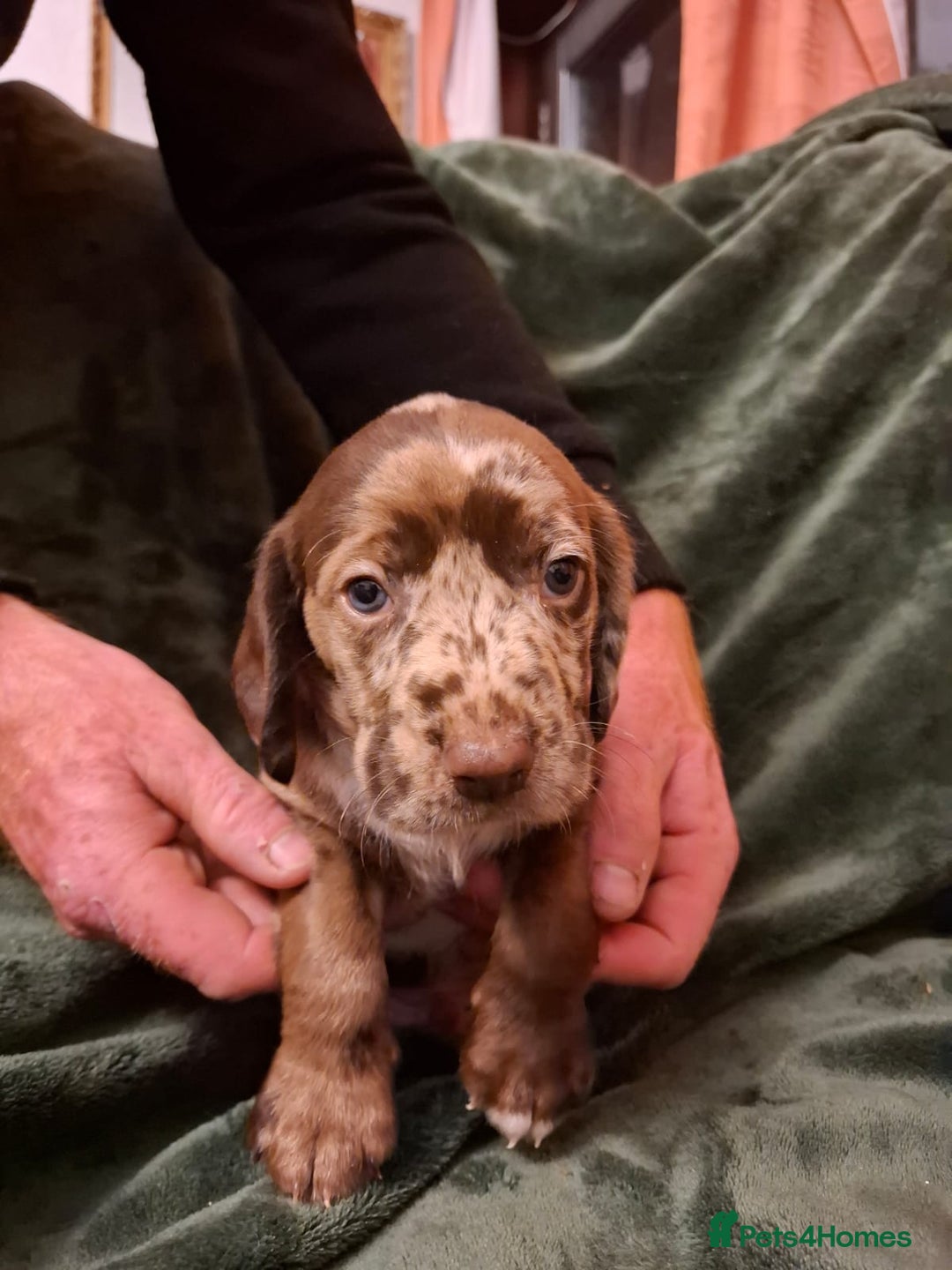 Cockerdor dogs for sale: Rare coloured stunning Cockerdor pups  - Image 5